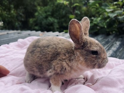 Bild 8:Kleinrexe, Kaninchen (Jungtiere)