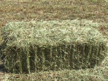 Bild 2:BIO Heu Rundballen und Eckballen