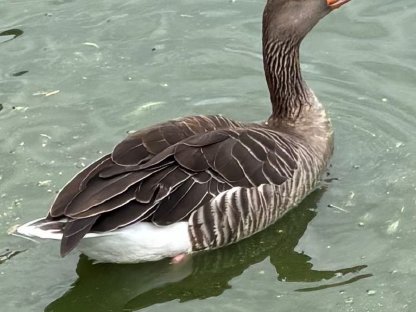 Verkaufe Gänse
