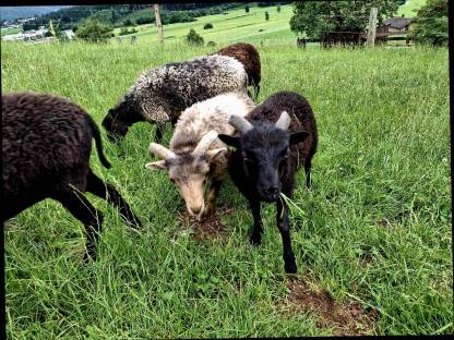 Bild 7:Quessantschafe