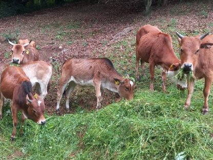 Bild 7:Zwerg Zebu-Herdeauflösung