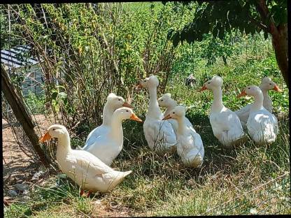 Landenten mit Haube, Moschusenten