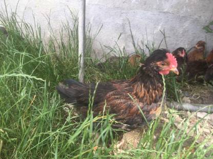 Bild 2:Verkaufe Junghennen