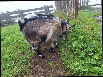 Bild 3:Zwergziegenbock