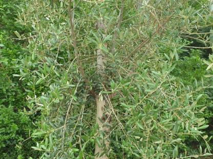 Olivenbaum Olea Europaea – Für unvergleichliches Flair!