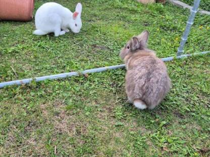 2 Kaninchen