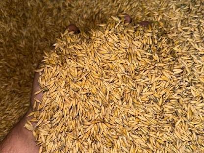 Bild 3:Hafer Ernte 2025