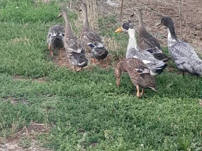 Bild 3:Enten Laufenten