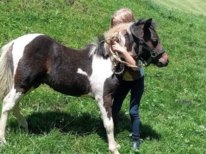 Bild 4:Pony Hengstfohlen