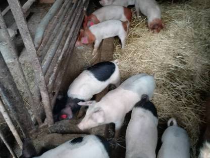 Ferkel