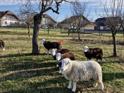 Bild 2:Reinrassige Herdwick Schafe zu verkaufen