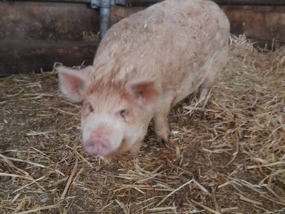 Bild 2:Kune Kune Schweine