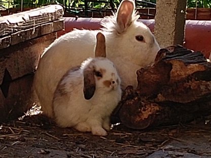 Kaninchen
