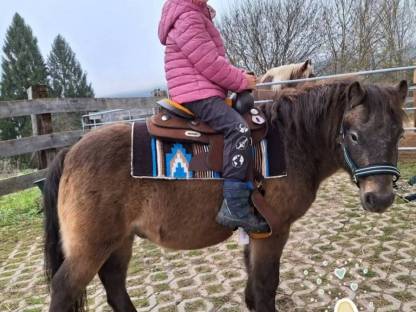 8-jähriger Ponywallach (Tiger)