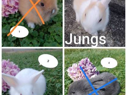 Zwergkaninchen