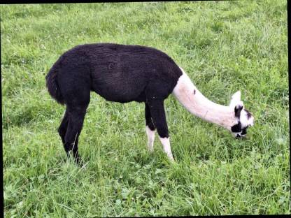 Bild 5:Alpaka Jungstuten