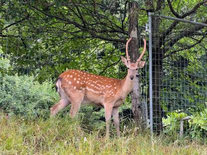 Bild 4:Sikahirsch