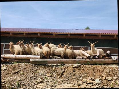 Bild 4:Zackelschafwidder BIO