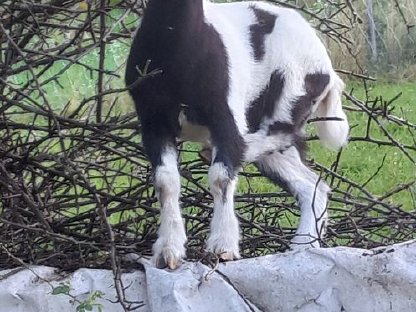 Zwergziegen