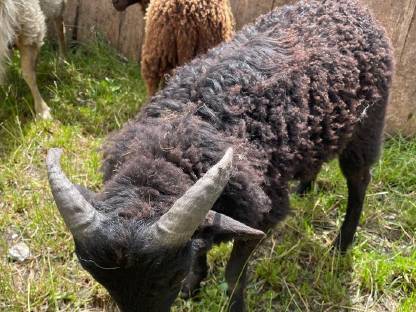 Bild 2:Ouessantschaf Widder