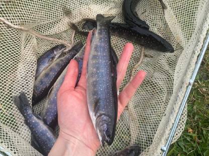 Bild 3:Saibling, Setzlinge, Elsässer Saibling, Besatzfische