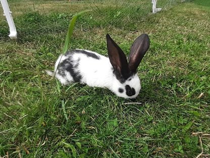 Hase zu verkaufen
