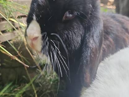 Bild 3:Zwerghase Minilop Schlappohren Hängeohren