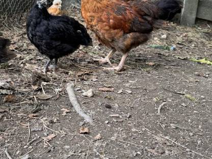 Bild 2:Zu Verschenken! Oliv Leger-Sulmtaler Hahn