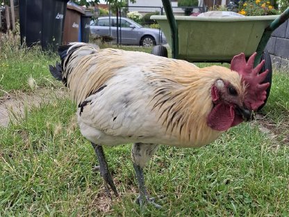 Bild 3:Hahn Gahmong Hühner Hähne