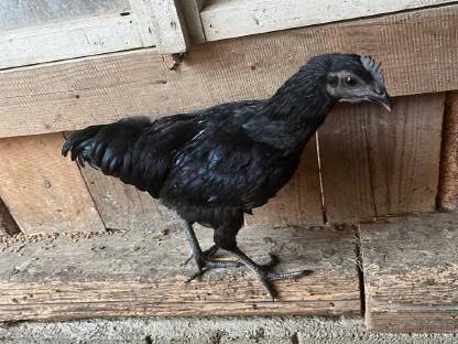 Bild 8:Ayam Cemani Jung-Hähne