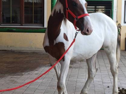 Bild 4:Pintohengst MR. SALVADOR