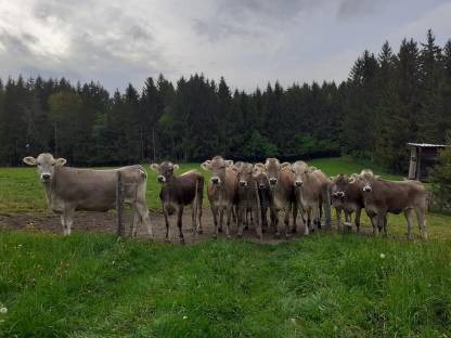 Bio Braunvieh Kalbinnen