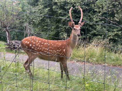 Bild 2:Sikahirsch