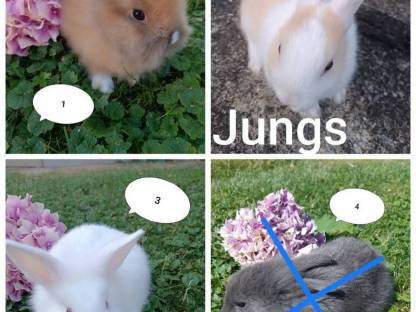 Zwergkaninchen