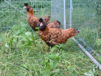 Bild 6:Brabanter gold-schwarzgetupft