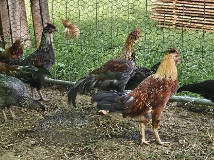 Bild 5:Hähne suchen ein neues Zuhause