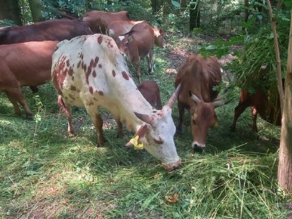 Zwerg Zebu-Herdeauflösung