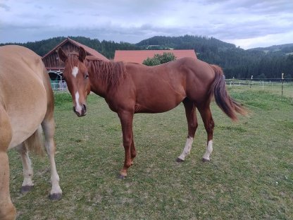 Bild 6:Hengstfohlen Electric Snow