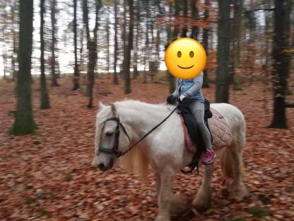 Bild 6:Fellponyhengst