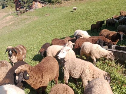 Suche Zuchtbock
