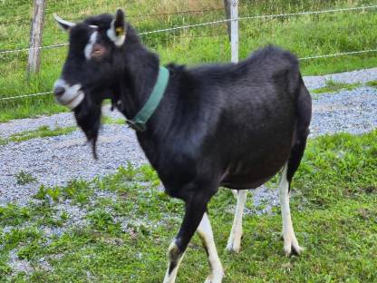 Bild 2:Bündner Strahlenziegenbock