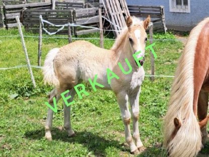Haflinger Stutfohlen