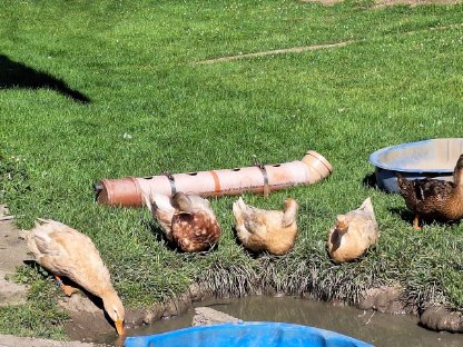 Bild 4:Verkaufe Sachsenenten und Pommerngänse