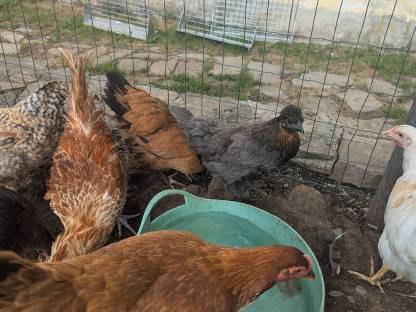 Bild 3:Hennen und Hähne