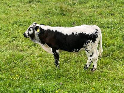PSS Stierkalb Bio