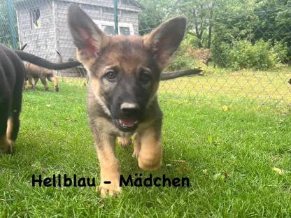 Schäferhundwelpen reinrassig