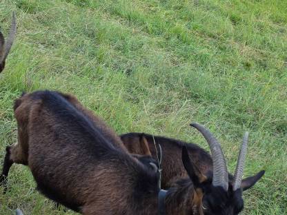 Bild 2:Pinzgauer Ziegen