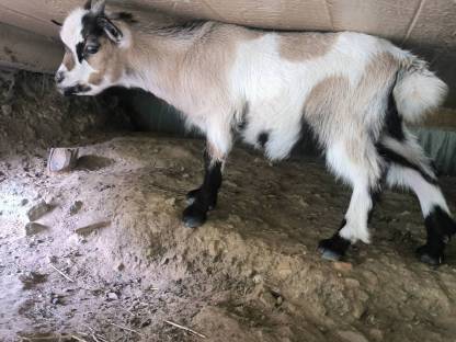Mini-Zwergziegebock