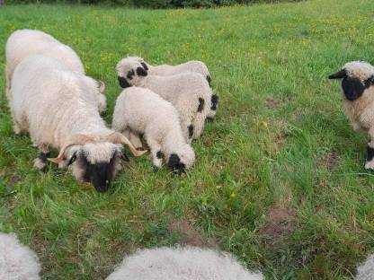 Bild 3:Walliser Schwarznasenschafe