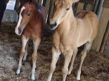 Bild 8:Quarter/Paint Horse und Mix Fohlen